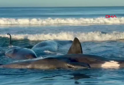Rusya'nın Kamçatka Yarımadası'nda 8.8 büyüklüğünde deprem
