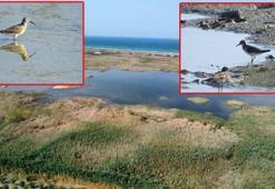 Milleyha Kuş Cenneti yeniden su tuttu, kuşlar geri dönmeye başladı