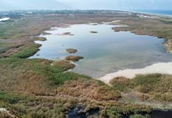 Milleyha Kuş Cenneti yeniden su tuttu, kuşlar geri dönmeye başladı