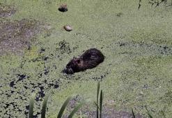 Bulgaristan’daki taşkınlarla Edirne’ye gelen su maymunları, Havsa ilçesinde ilgi odağı oldu