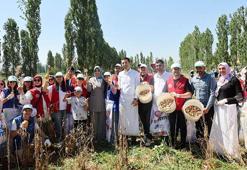 Gönüllü gençler hasat için tarım alanlarında