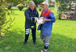 Verandadan düşen tek ayağı olmayan leyleği itfaiyeci havada yakaladı