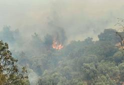 Aydın'da orman yangını