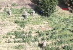 Diyarbakır'da, 4 milyon 459 bin kök kenevir ve skunk ile 150 kilo esrar ele geçirildi