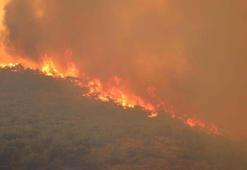 'Ormanlarımız şiddetli bir stres altında'