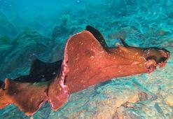 Saros Körfezi’nde 'İspanyol dansçısı' balığı görüntülendi