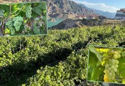 Yusufeli’deki ‘nakil bağlar’da üzüm bereketi