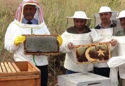 Bitlis'te hasat başladı; 150 kovandan 1,5 ton bal alma hedefi