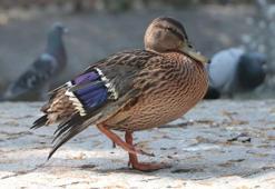 Yaralı yaban ördeğinin geçici yuvası Kuğulu Park oldu