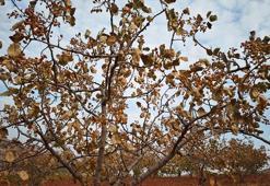 Kavurucu sıcaklar Siirt fıstığını da vurdu