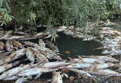 Bartın Irmağı'nda balık ölümleri