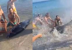 Çeşme'de kıyıya vuran orkinoslar için inceleme