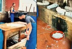 Ruhsatsız işletmede kilolarca paça ve bağırsak ele geçirildi