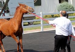 TİGEM tay satışından 45 milyon lira gelir elde etti