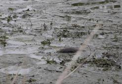 Gölet kurudu; kalan balıklar belli bir noktaya birikti