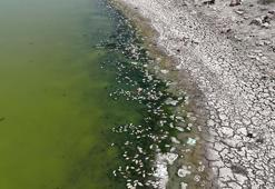 Kızılca Göleti'nin suyu çekildi, ölen balıklar kıyıya vurdu
