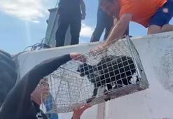 Mendirek ayağında mahsur kalan kedi kurtarıldı