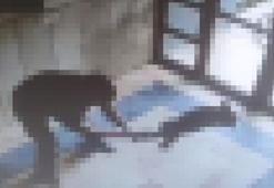 Başakşehir'de kediyi işkence ederek öldüren şüpheli tutuklandı