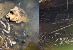 Su seviyesi düşen deredeki endemik yüzlerce balık öldü