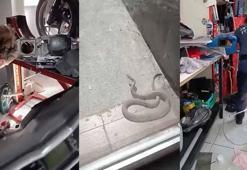 Kağıthane'de iş yerine giren yılanı tekmeleyerek kovmaya çalıştı; itfaiye yakaladı