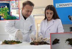 Şırnak’ta yetişen 2 bitkinin Alzheimer, diyabet ve glokoma karşı etkisinin araştırıldığı çalışmada olumlu sonuç