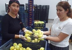 Mut beyazı incir, tanesi 20 TL'den ihraç ediliyor