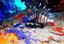 Ayvalık'ta aslan balığı görüntülendi