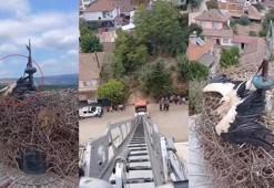 Cami kubbesinde ayağı aleme sıkışan leyleği kurtarma anları kask kamerasında