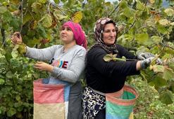 Ordu’da fındık hasadı başladı