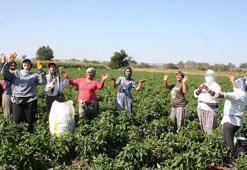 Edirne'de oyun havaları eşliğinde 'acı biber' hasadı