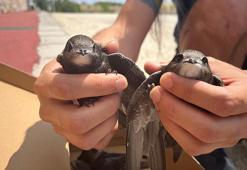 Tedavi edilen ebabiller doğaya salındı