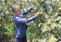 YRP’li Kılıç: Fındığın kilosu 6 dolar ya da 250 TL üzerinde olmalıdır