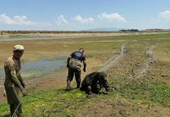 Bataklığa saplanan 2 katır ile sahibini itfaiye ve jandarma kurtardı