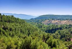 ALJ Türkiye’den 1.4 milyon fidan ile başlayan ağaç seferberliği