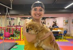 Sokağa atılan görme engelli köpek ‘Yoshi’ye yeni yuva