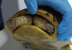 Yangında kurtarılan kaplumbağa, travma nedeniyle kafasını kabuğundan çıkarmıyor