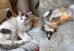 ‘Kedi ya da köpek tüyünden insan ölmez’