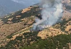 Aydın'da zeytinlik yangını kontrol altında