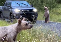 Ayıları elle besleyenlere uyarı