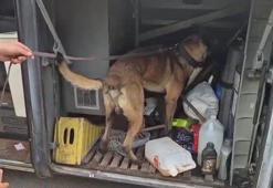 Otobüste yolcunun valizinde 1 kilo 182 gram skunk ele geçirildi