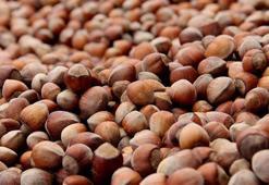 2025-2026 sezonu kabuklu fındık alım fiyatları belirlendi