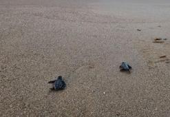 Yavru caretta sezonu başladı