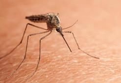 Çin’de 'chikungunya' virüsü alarmı