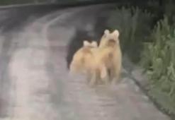 Köy yoluna inen yavru ayılar kamerada
