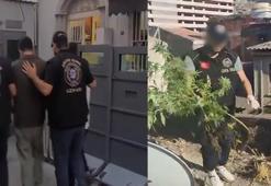 İş yeri çatısında kenevir yetiştiren 3 şüpheliye gözaltı