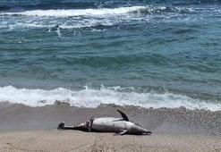 Tekirdağ'da kıyıya ölü yunus vurdu