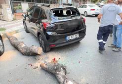 Avcılar'da kökü kuruyan ağaç park halindeki otomobilin üzerine devrildi