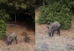 Bartın'da yaban domuzları sahile indi