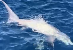 Çanakkale balıkçıların oltasına 6 metrelik köpek balığı takıldı