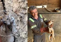 Kaya çatlağına sıkışan tilkiyi işçiler kurtardı